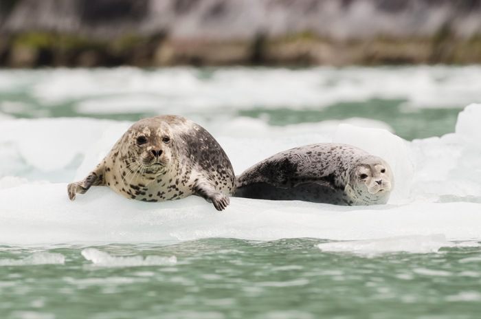 Shore excursions and activities